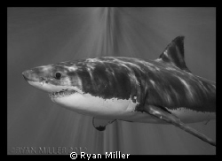 Great White Shark
 by Ryan Miller 